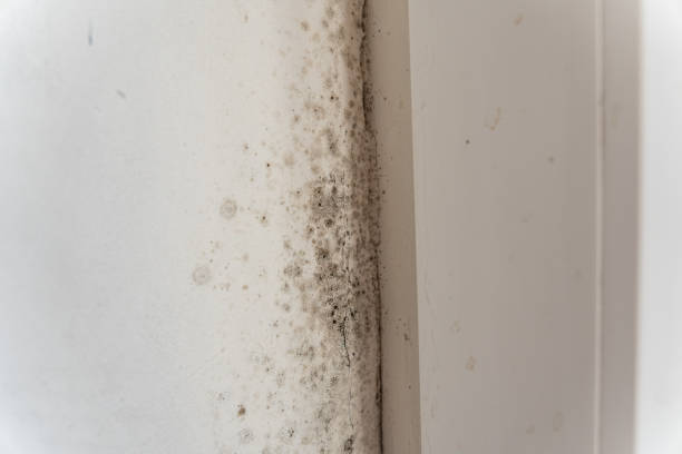 Best Asbestos and Lead Testing During Mold Inspection  in Littleton Common, MA