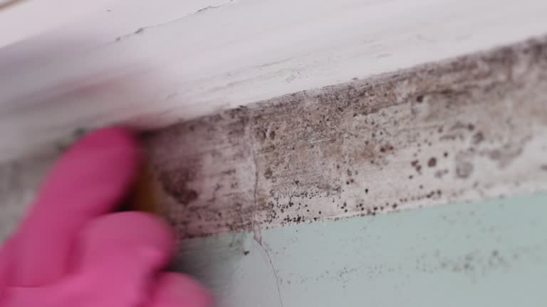 Best Basement Mold Removal  in Littleton Common, MA